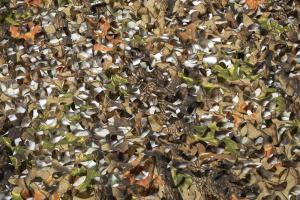 Маскировочная сеть Охотник ПРО на сетевой основе 2,4x6 м, Лес купить в интернет-магазине ХантингАрт