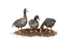 Набор из 10 шт (6 кормящихся, 2 сторожевых, 2 отдыхающих) сминаемых чучел Белолобого гуся Softplast 3D North Way купить в интернет-магазине ХантингАрт