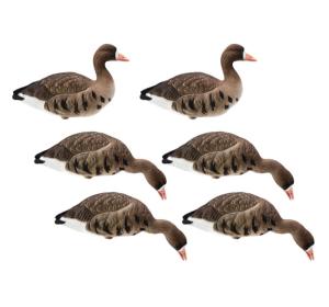 Чучела Белолобого гуся полностью флокирвоанные, 6 шт (4 кормящихся, 2 активных) купить в интернет-магазине ХантингАрт