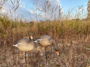 Серый гусь Elite 3D Greylag Goose, комплект 10 шт (8+2) мягкий пластик купить в интернет-магазине ХантингАрт