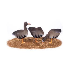 Комплект из 10 чучел Белолобого гуся North Way UV Живое перо (6 кормящихся+2 сторожевых+2 спящих) купить в интернет-магазине ХантингАрт