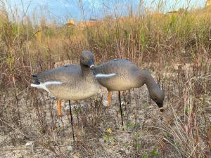 Картинка Гуменник гусь Elite 3D Greylag Goose, комплект 10 шт (8+2) мягкий пластик от интернет-магазина ХантингАрт Гуменник гусь Elite 3D Greylag Goose, комплект 10 шт (8+2) мягкий пластик купить в интернет-магазине ХантингАрт