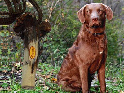 Свисток для собаки Devana из рога купить в интернет-магазине Хантингарт