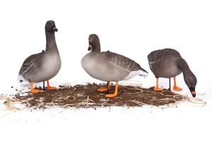 Картинка Комплект из 10 шт (6 кормящихся, 2 сторожевых, 2 отдыхающих) сминаемых чучел Гуменника Softplast 3D North Way от интернет-магазина ХантингАрт Комплект из 10 шт (6 кормящихся, 2 сторожевых, 2 отдыхающих) сминаемых чучел Гуменника Softplast 3D North Way купить в интернет-магазине ХантингАрт