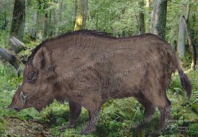 Мишень Кабан полноцветный, размер 700x1000 купить в интернет-магазине Хантингарт