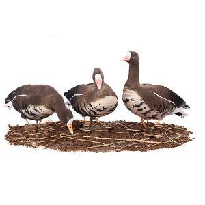 Чучела Белолобый гусь Softplast «A» Живое Перо, 6шт купить в интернет-магазине ХантингАрт