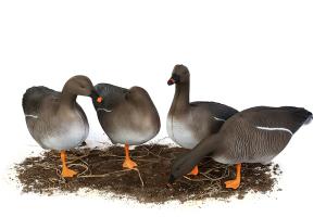 Комплект из 10 сминаемых чучел гуся Гуменника North Way Антиблик (6-корящихся, 2-сторожевых, 1-активный, 1-спящий) купить в интернет-магазине ХантингАрт