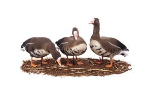 Картинка Чучела Белолобого гуся North Way Softplast Альфа, 6 штук (3 кормящихся,1 сторож,2 отдыхающих) от интернет-магазина ХантингАрт Чучела Белолобого гуся North Way Softplast Альфа, 6 штук (3 кормящихся,1 сторож,2 отдыхающих) купить в интернет-магазине ХантингАрт
