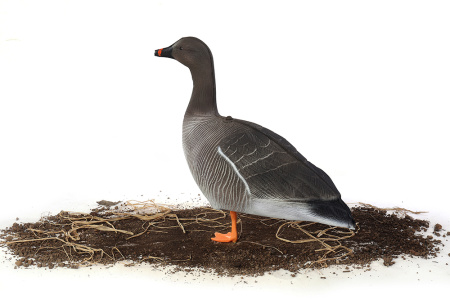 Комплект из 10 сминаемых чучел гуся Гуменника North Way Антиблик (6-корящихся, 2-сторожевых, 1-активный, 1-спящий) купить в интернет-магазине ХантингАрт