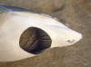 Комплект Art Specked Belly Goose из 10 сминаемых чучел Белолобого гуся (8 кормящихся + 2 сторожевых) купить в интернет-магазине ХантингАрт