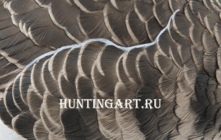 Комплект Avian-X из 6 полноразмерных чучел белолобого гуся с сумкой купить в интернет-магазине ХантингАрт