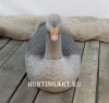 Картинка Комплект из 12 полукорпусных муляжей Серого гуся GreenHead от интернет-магазина ХантингАрт Комплект из 12 полукорпусных муляжей Серого гуся GreenHead купить в интернет-магазине ХантингАрт