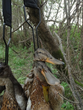 Переноска для дичи Hunterhelp купить в магазине Хантингарт