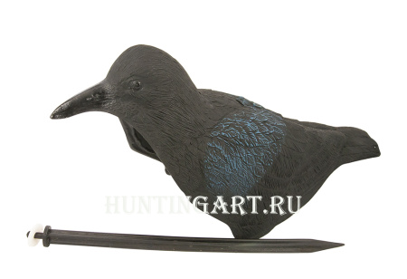 Чучело ворона купить в интернет-магазине ХантингАрт