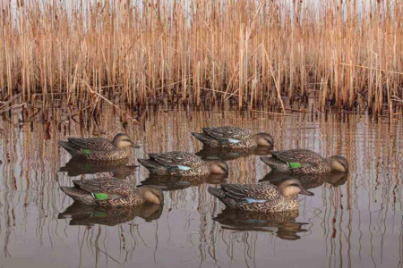 Комплект Avian-X из 6 полноразмерных чучел чирков - Early Season Topflight Teal (ранний сезон) купить в магазине Хантингарт