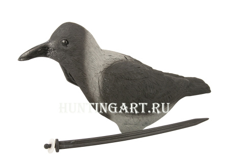 Чучело вороны (скорлупка) купить в интернет-магазине ХантингАрт