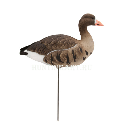 Чучела Белолобого гуся полностью флокирвоанные, 6 шт (4 кормящихся, 2 активных) купить в интернет-магазине ХантингАрт