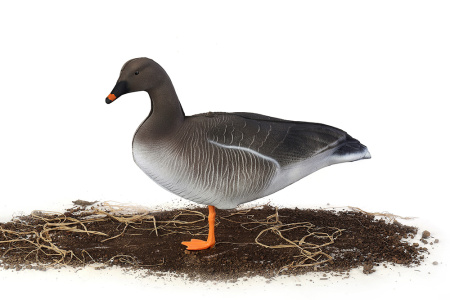 Комплект из 10 сминаемых чучел гуся Гуменника North Way Антиблик (6-корящихся, 2-сторожевых, 1-активный, 1-спящий) купить в интернет-магазине ХантингАрт