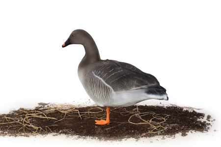 Комплект из 10 сминаемых чучел гуся Гуменника North Way Антиблик (6-корящихся, 2-сторожевых, 1-активный, 1-спящий) купить в интернет-магазине ХантингАрт