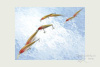 Картинка Воблер Trophy Minnow S98 Suspending от интернет-магазина ХантингАрт Воблер Trophy Minnow S98 Suspending купить в интернет-магазине ХантингАрт