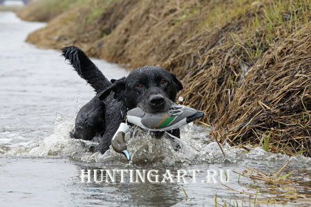 Апортировочный муляж Шилохвости EZ Bird для тренировки собак купить в интернет-магазине Хантингарт