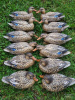 Комплект из 12 плавающих муляжей кряквы Avery GreenHead Gear Pro-Grade XD Series Early Season (12 уток) купить в магазине Хантингарт