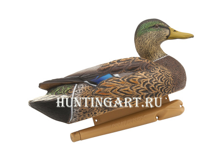 Комплект Avian-X Early Season Topflight Mallards (ранний сезон) из 6 чучел кряквы (4 селезня/2 утки) купить в магазине Хантингарт