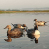 Шилохвость GHG Pro-Grade Pintails Waterfowl Decoys комплект из 6 шт купить в магазине Хантингарт