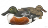Комплект чучел утки Широконоска Shovelers Over-Size GreenHead (4 селезня, 2 утки) купить в магазине Хантингарт