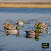 Комплект GHG Pro Grade XD из 12 шт муляжей Кряквы серии Mallards купить в магазине Хантингарт