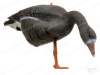 Чучела Sport Plast белолобый гусь, 6 шт купить в интернет-магазине ХантингАрт