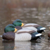 Чучела Flambeau отдыхающей кряквы 4 шт (3 селезеня, 1 утка) 5500MSU Master Series™ Sleeping Mallard купить в магазине Хантингарт