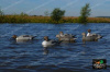 Шилохвость GHG Pro-Grade Pintails Waterfowl Decoys комплект из 6 шт купить в магазине Хантингарт