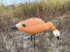 Огарь утка Elite 3D Ruddy Duck, комплект 10 шт (8+2) мягкий пластик купить в магазине Хантингарт