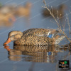 Комплект GHG Pro Grade XD из 12 шт муляжей Кряквы серии Mallards купить в магазине Хантингарт