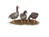 Набор из 10 шт (6 кормящихся, 2 сторожевых, 2 отдыхающих) сминаемых чучел Белолобого гуся Softplast 3D North Way купить в интернет-магазине ХантингАрт