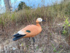 Огарь утка Elite 3D Ruddy Duck, комплект 10 шт (8+2) мягкий пластик купить в магазине Хантингарт