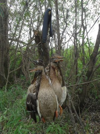 Переноска для дичи Hunterhelp купить в магазине Хантингарт