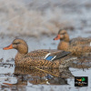 Комплект GHG Pro Grade XD из 12 шт муляжей Кряквы серии Mallards купить в магазине Хантингарт