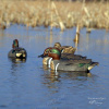 ЧИРОК - Stormfront™ Classic Green Winged Teal 6-шт купить в магазине Хантингарт