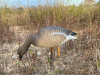Гуменник гусь Elite 3D Greylag Goose, комплект 10 шт (8+2) мягкий пластик купить в интернет-магазине ХантингАрт