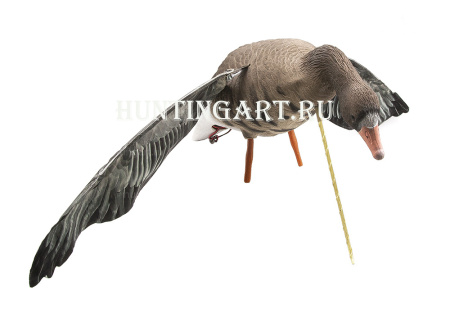Чучело гуся Белолобого, махокрыл купить в интернет-магазине ХантингАрт