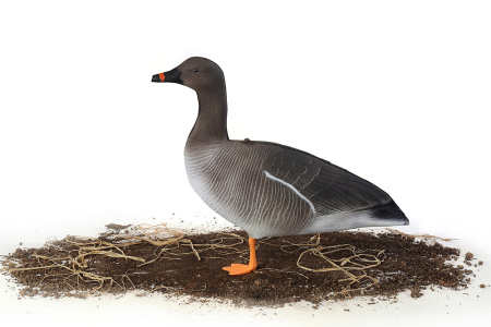 Комплект из 10 сминаемых чучел гуся Гуменника North Way Антиблик (6-корящихся, 2-сторожевых, 1-активный, 1-спящий) купить в интернет-магазине ХантингАрт