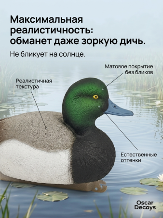 Чучело чернеть морская (селезень), комплект 6шт купить в магазине Хантингарт