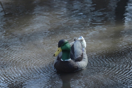 Плавающее чучело кряквы Lucky Duck с вибратором (селезень) купить в интерент-магазине Хантингарт