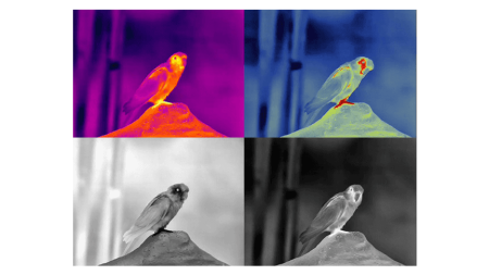 Тепловизионный бинокуляр Guide TN430 купить в интернет-магазине ХантингАрт