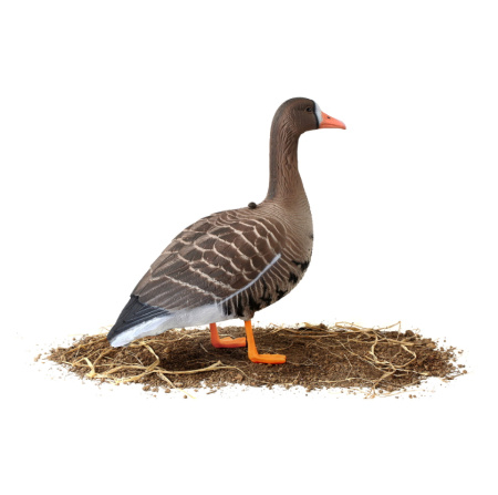 Набор из 10 шт (6 кормящихся, 2 сторожевых, 2 отдыхающих) сминаемых чучел Белолобого гуся Softplast 3D North Way купить в интернет-магазине ХантингАрт