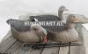Картинка Комплект из 12 полукорпусных муляжей Серого гуся GreenHead от интернет-магазина ХантингАрт Комплект из 12 полукорпусных муляжей Серого гуся GreenHead купить в интернет-магазине ХантингАрт
