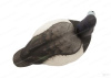 Комплект Avian-X Topflight Blue Bill из 6 полноразмерных чучел Морской чернети купить в магазине Хантингарт
