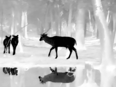 Прицел тепловизионный TS450 купить в интернет-магазине ХантингАрт